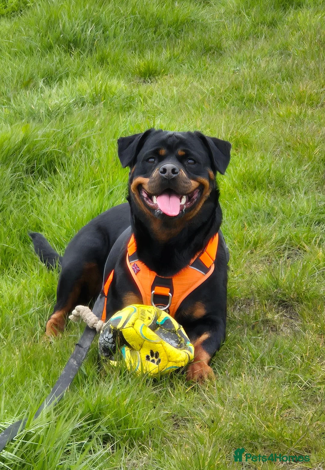 Rottweiler dogs for sale: Pedigree Rottweiler Female 3 Years 3 months old. - Advert 1