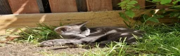 Mixed Breed cats for sale: Super Friendly Kittens for sale  in Edinburgh - Advert 13
