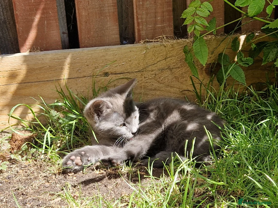 Mixed Breed cats for sale: Super Friendly Kittens for sale  in Edinburgh - Advert 13