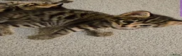 Mixed Breed cats for sale: Kittens looking for Loving Homes - Advert 13