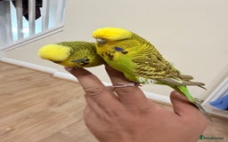 Budgerigars birds for sale: Budgies with cage - Advert 1