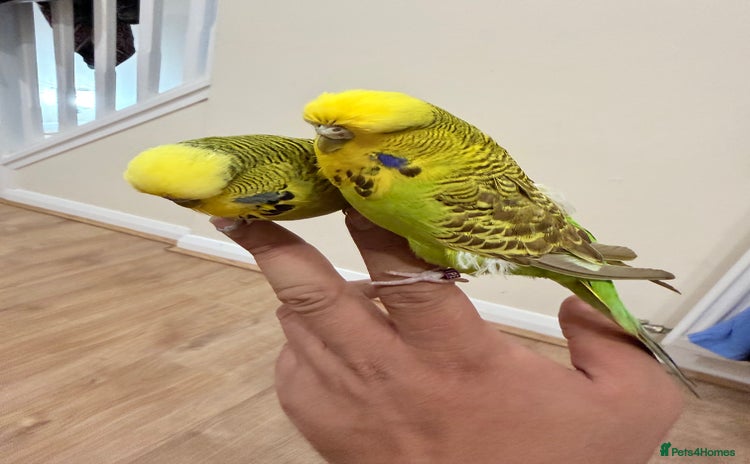 Budgerigars birds Budgies with cage - Advert 2