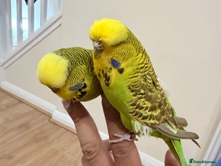 Budgerigars birds for sale: Budgies with cage - Advert 1