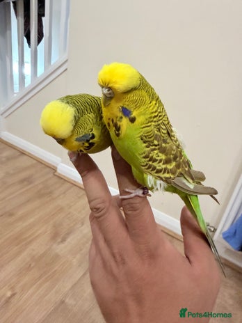 Budgerigars birds Budgies with cage - Advert 1