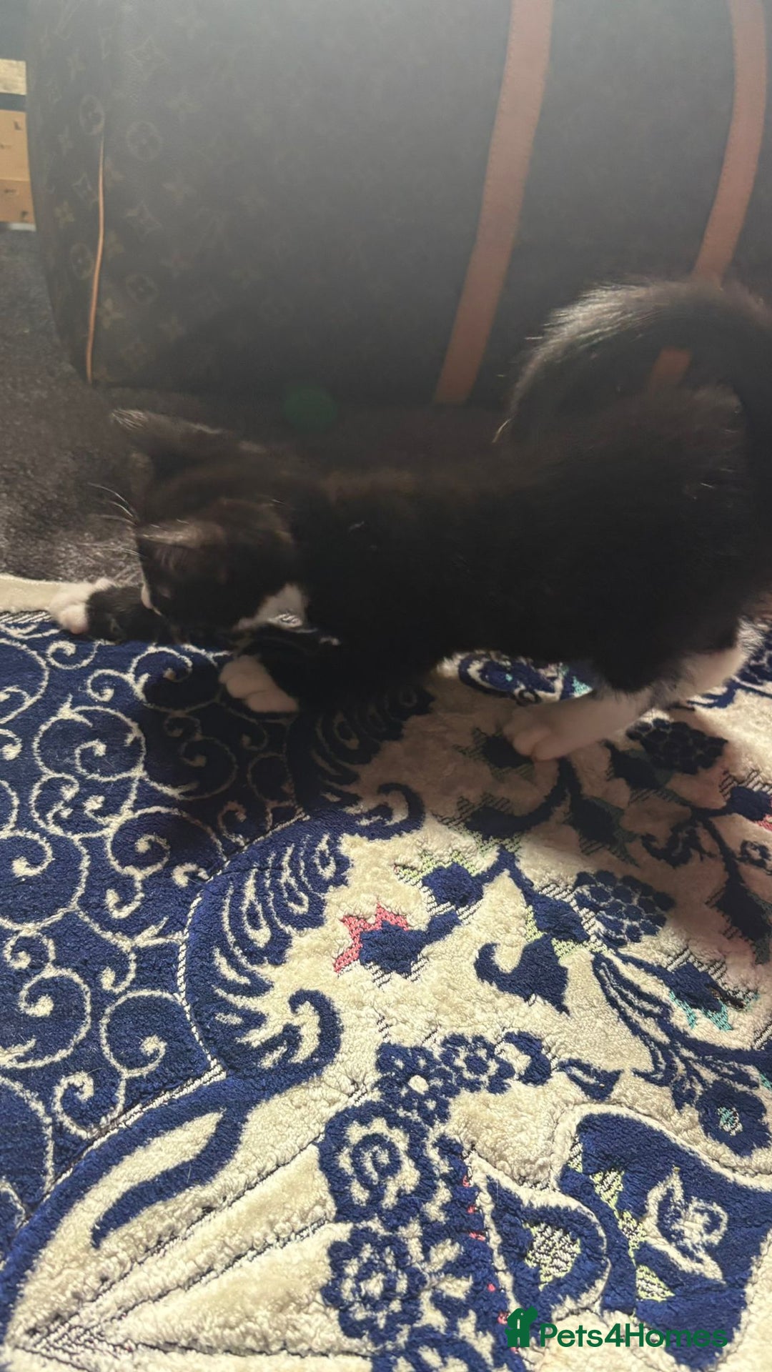 Mixed Breed cats for sale: Kittens for sale — £50 each - Image 13