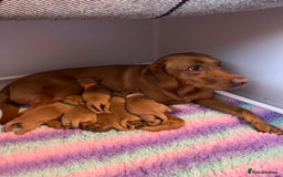 Labrador Retriever dogs for sale: KC Registered Fox red Labradors - Image 5