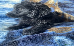 Labradoodle dogs for sale: miniature labradoodle puppies - Image 9
