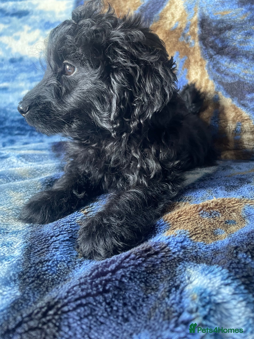 Labradoodle dogs for sale: miniature labradoodle puppies - Image 9