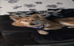 German Shepherd dogs for stud: German shepherd male for stud - Image 3