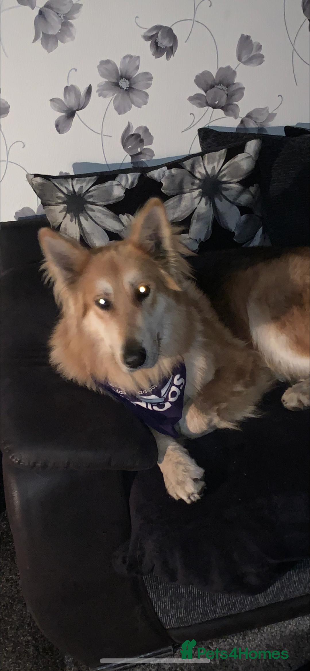 German Shepherd dogs for stud: German shepherd male for stud - Image 3