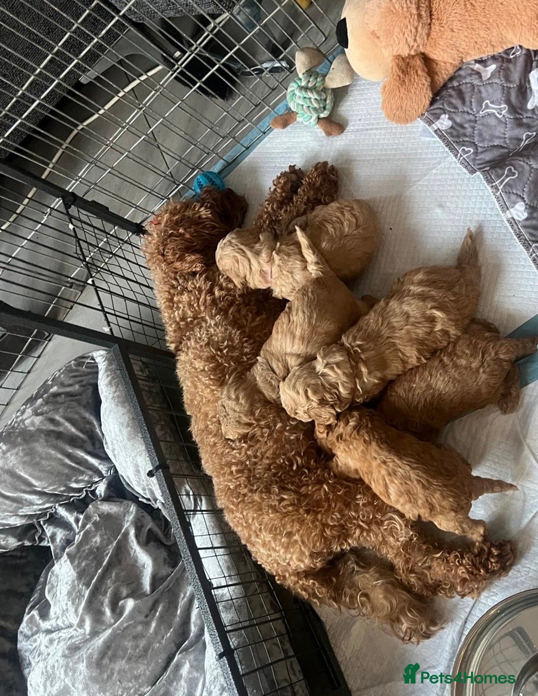 Toy Poodle dogs for sale: KC Registered Toy Poodle Treasures  - Image 2