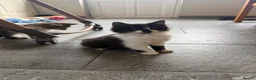 Mixed Breed cats for sale: 3 Beautiful Kittens for Sale - Advert 9