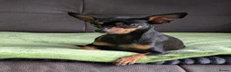 Mixed Breed dogs for sale: Russian Toy Terrier x Miniature Pinscher Puppies - Advert 14
