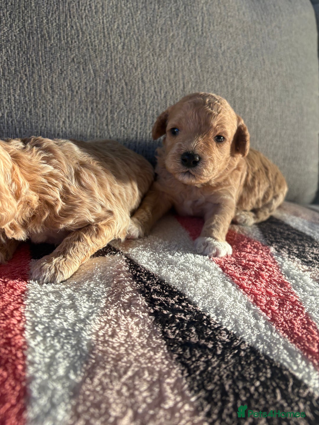 Poochon dogs for sale: Adorable Poochon Puppies  - Advert 5