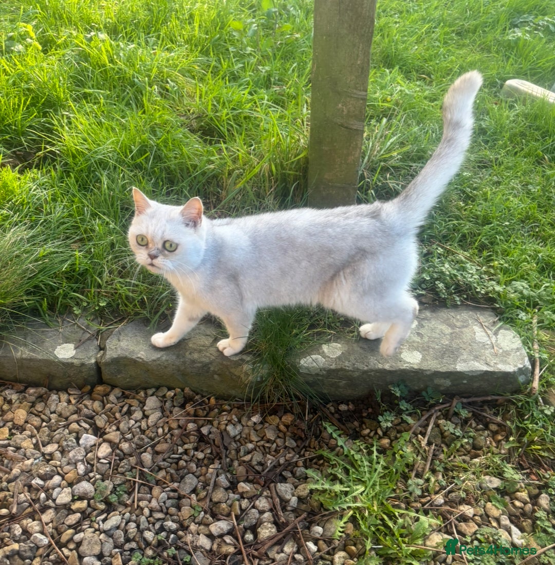 British Shorthair cats for sale: Daisy GCCF Active needs a home by the 22nd - Advert 1