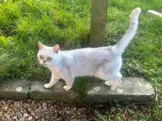 British Shorthair cats Daisy GCCF Active needs a home by the 22nd - Advert 18