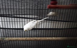 Budgerigars birds for sale: Female budgies for sale with Cage  - Image 2