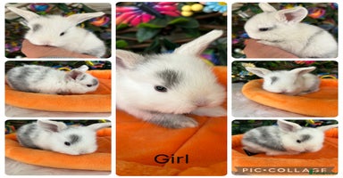 Mini Lop rabbits - Advert 6