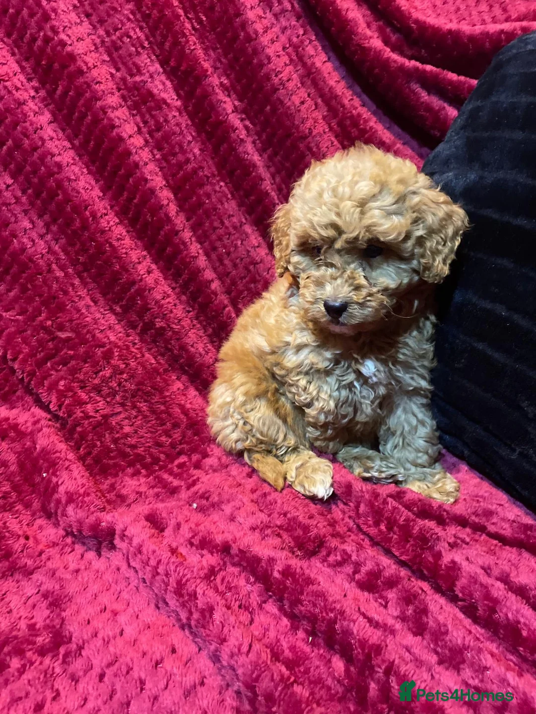 Cavapoo dogs for sale: Cavapoo puppies  - Advert 3