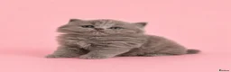 British Longhair cats for sale: Exceptional quality GCCF British Longhair  - Advert 2