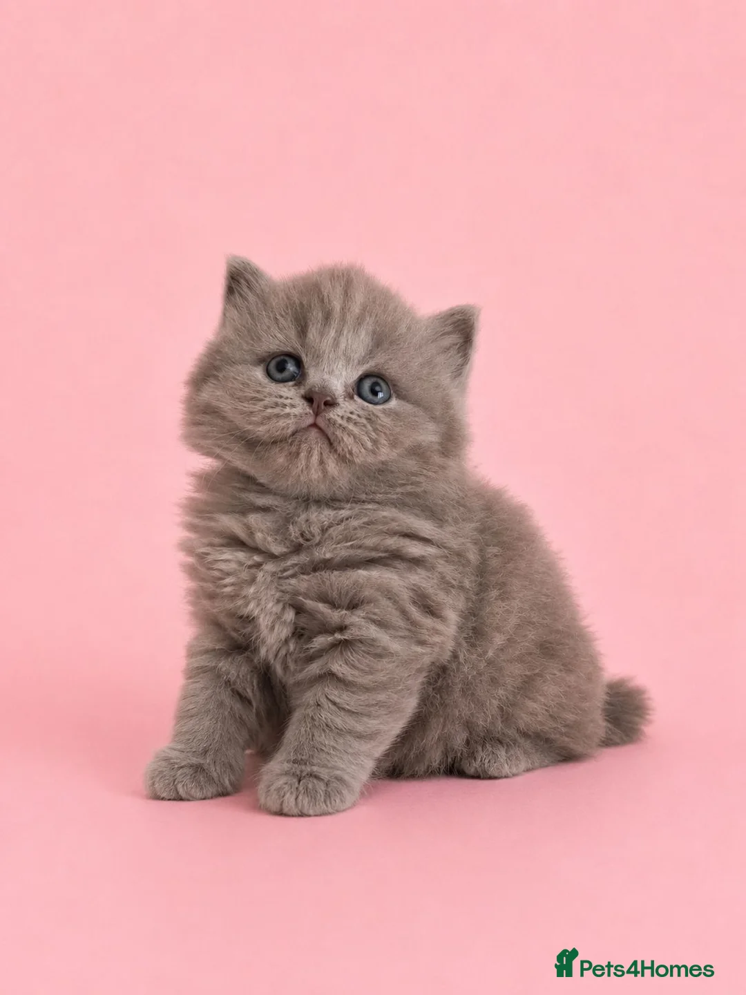 British Longhair cats for sale: Exceptional quality GCCF British Longhair  - Advert 2