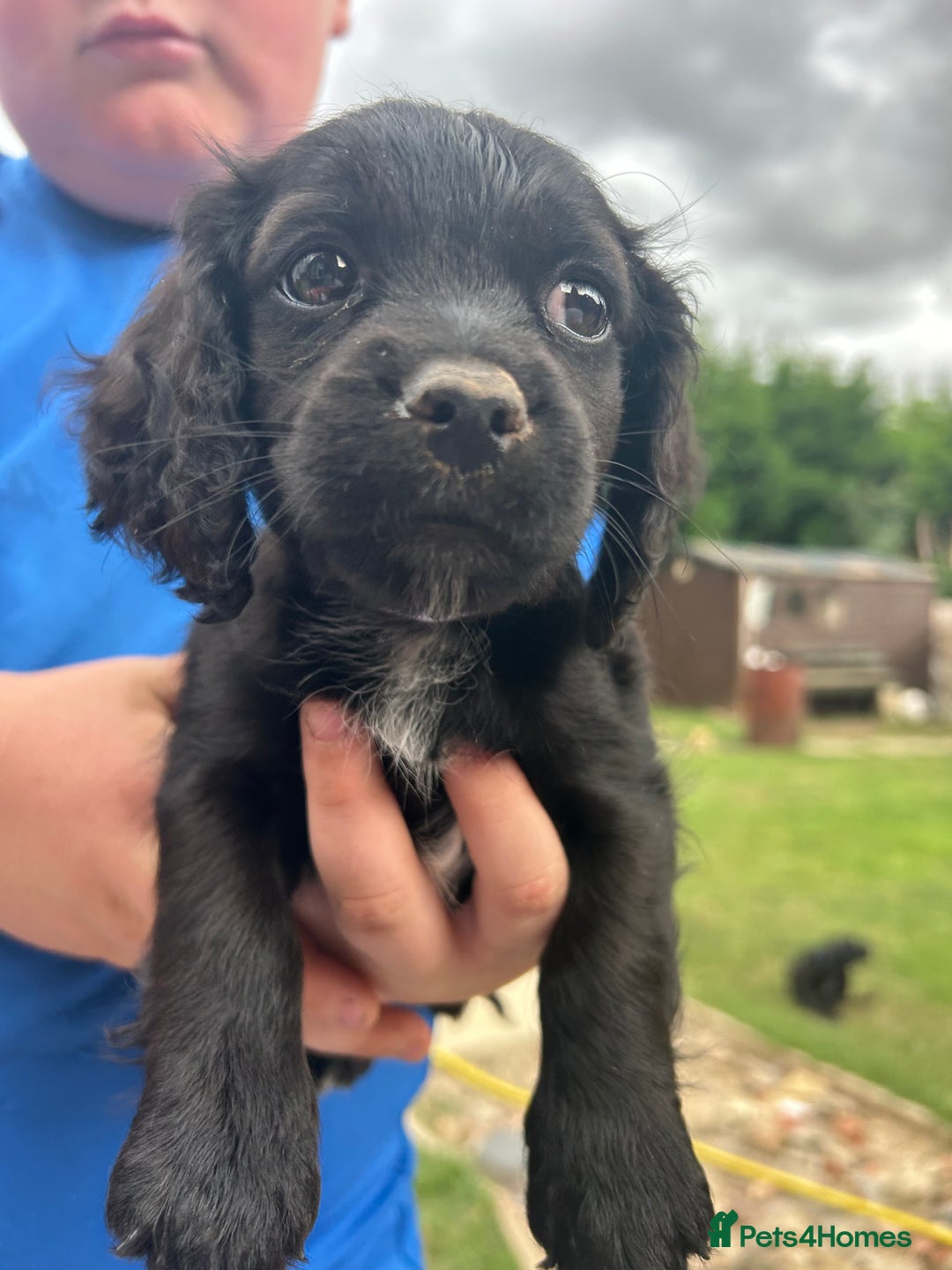 Mixed Breed dogs for sale: Jackapoo spaniel cross - hound puppies  - Image 20