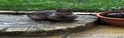 Netherland Dwarf rabbits for sale: Chocolate Netherland dwarf male  in Bradford - Advert 1
