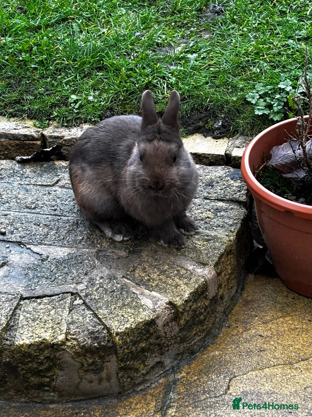 Netherland Dwarf rabbits for sale: Chocolate Netherland dwarf male  in Bradford - Advert 1