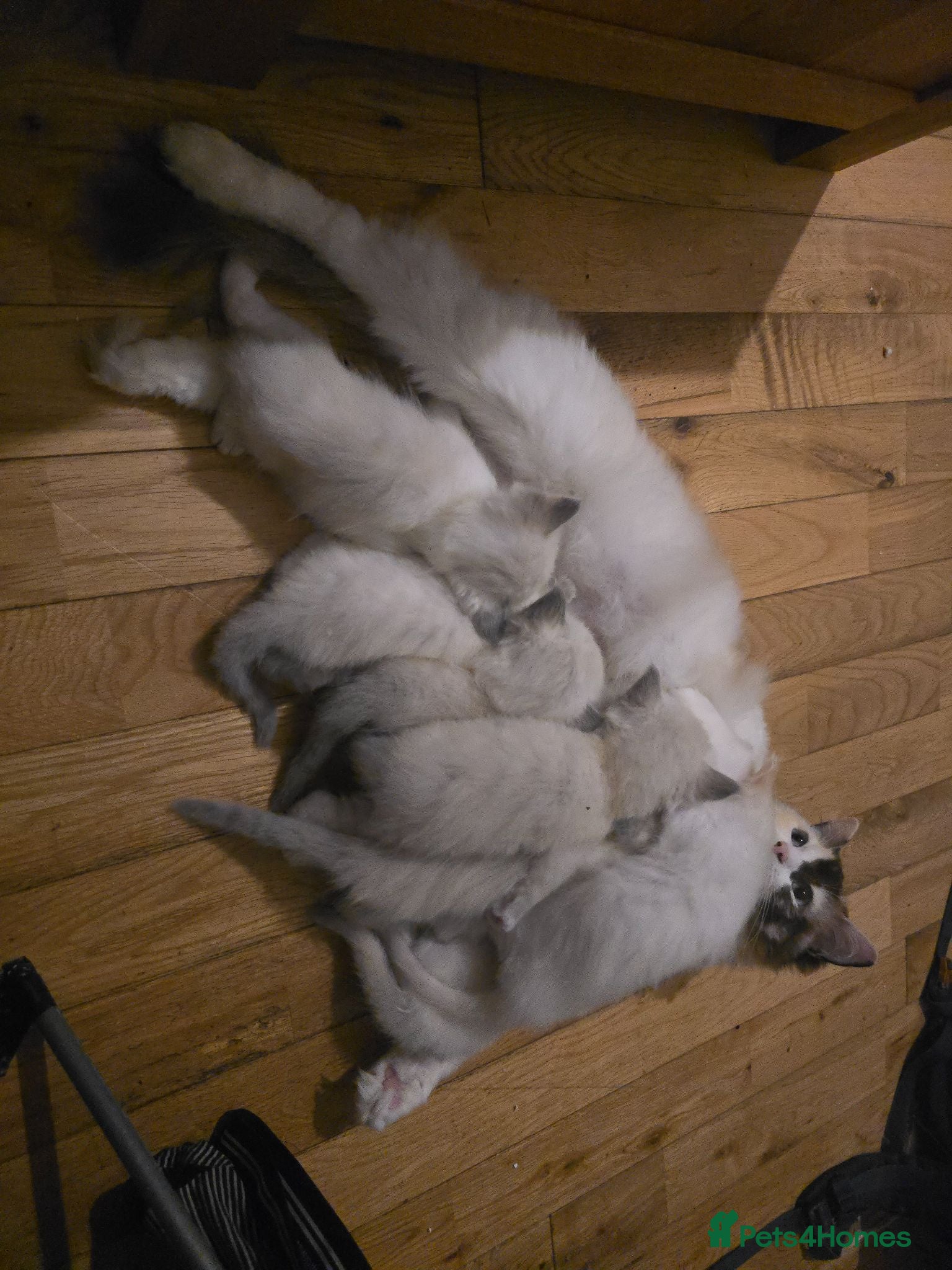 Ragdoll cats Beautiful Ragdoll Kittens – Ready to Reserve 🐾 - Advert 6