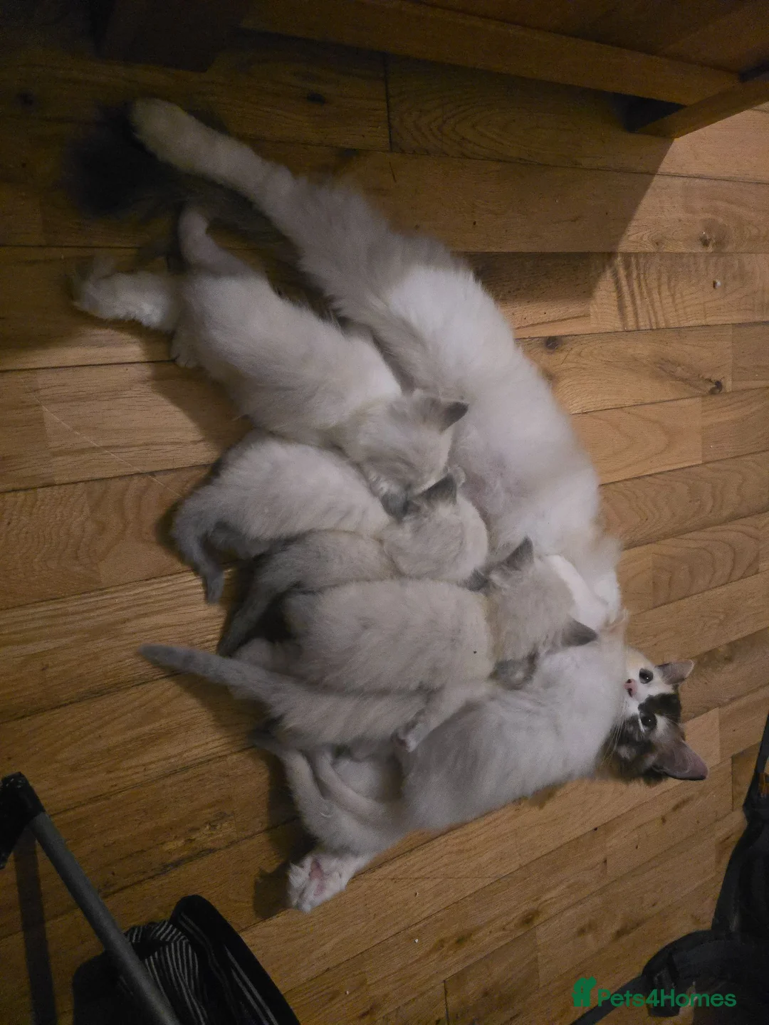 Ragdoll cats for sale: Beautiful Ragdoll Kittens – Ready to Reserve 🐾 in Edinburgh - Advert 1