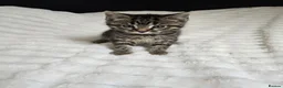Mixed Breed cats for sale: Mixed Breed 2Stunning Silver Tabby Kitten in Chatham - Advert 2