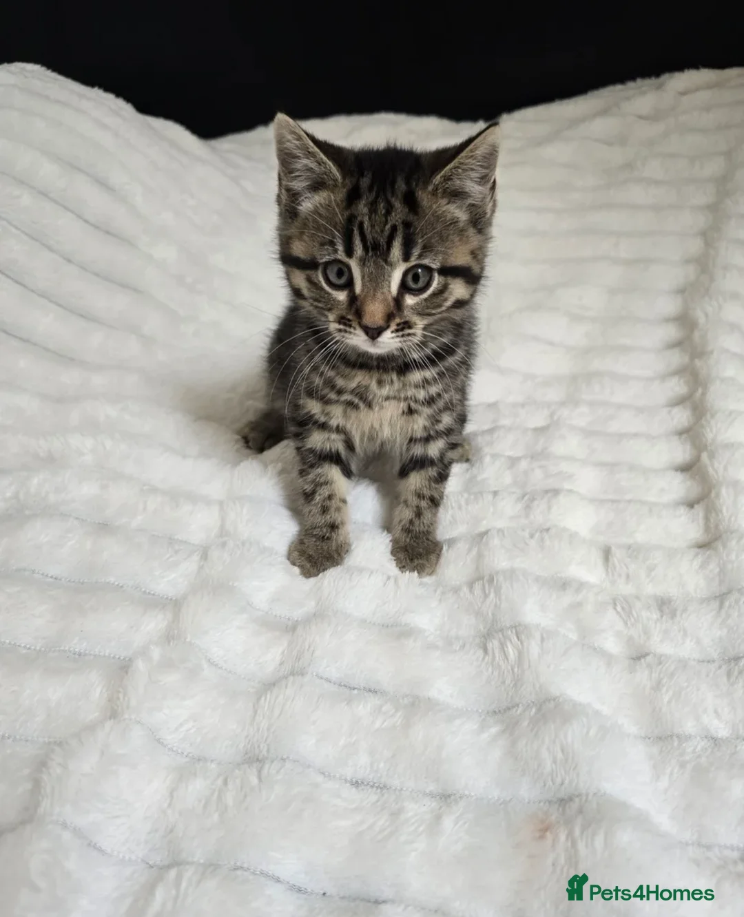 Mixed Breed cats for sale: Mixed Breed 2Stunning Silver Tabby Kitten in Chatham - Advert 2