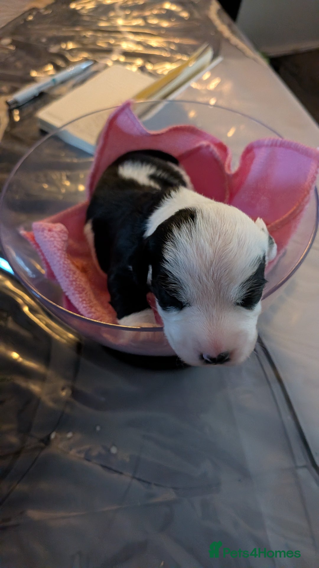 Mixed Breed dogs for sale: Puppies: Cocker Spaniel/Jack Russell  - Advert 8