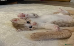 British Longhair cats for sale: Scottish Straights Longhair and Shorthair - Image 7