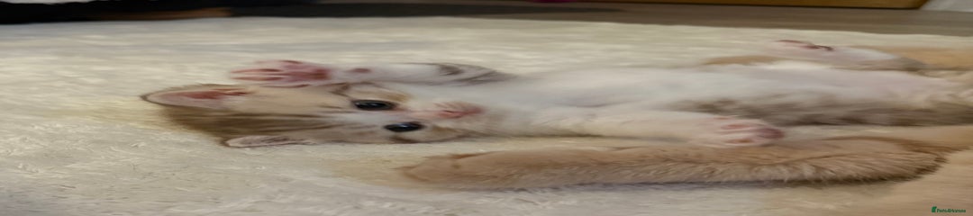 Scottish Straight Kitten 4