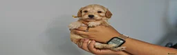 Cavapoo dogs for sale: Cute Cavapoo Puppies Looking for Forever Homes - Advert 12