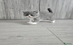 British Shorthair cats for sale: British shorthair x Scottish fold - Image 4