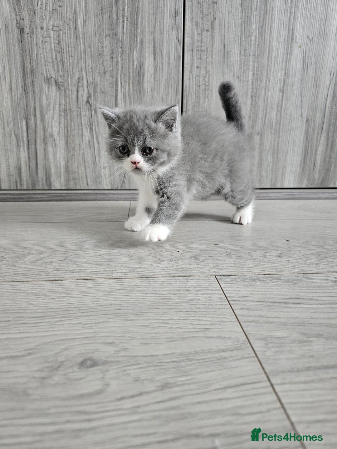 British Shorthair cats for sale: British shorthair x Scottish fold - Image 4