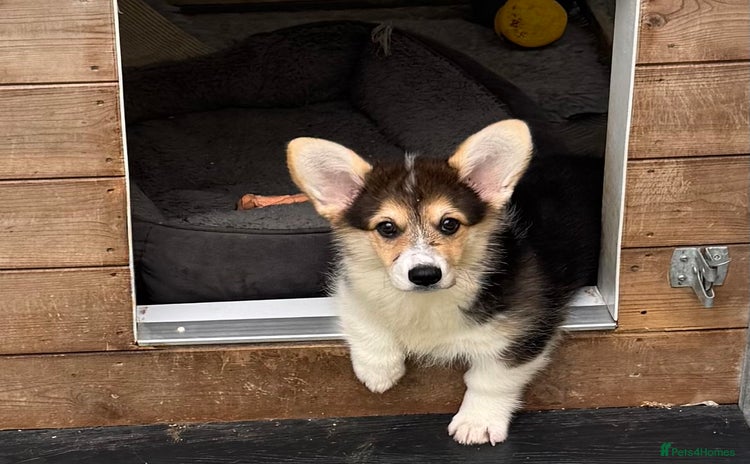 Welsh Corgi Pembroke dogs - Advert 1