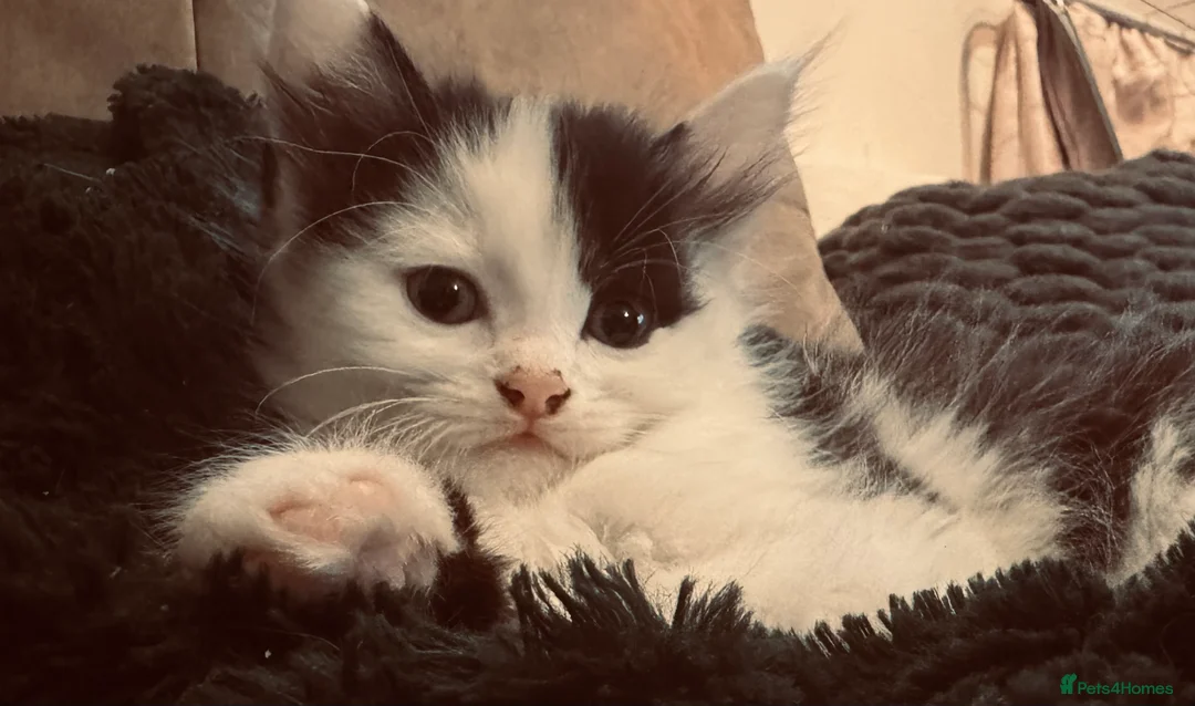 Mixed Breed cats for sale: Beautiful Maine Coon mix domestic cat kittens ❤️ - Advert 10