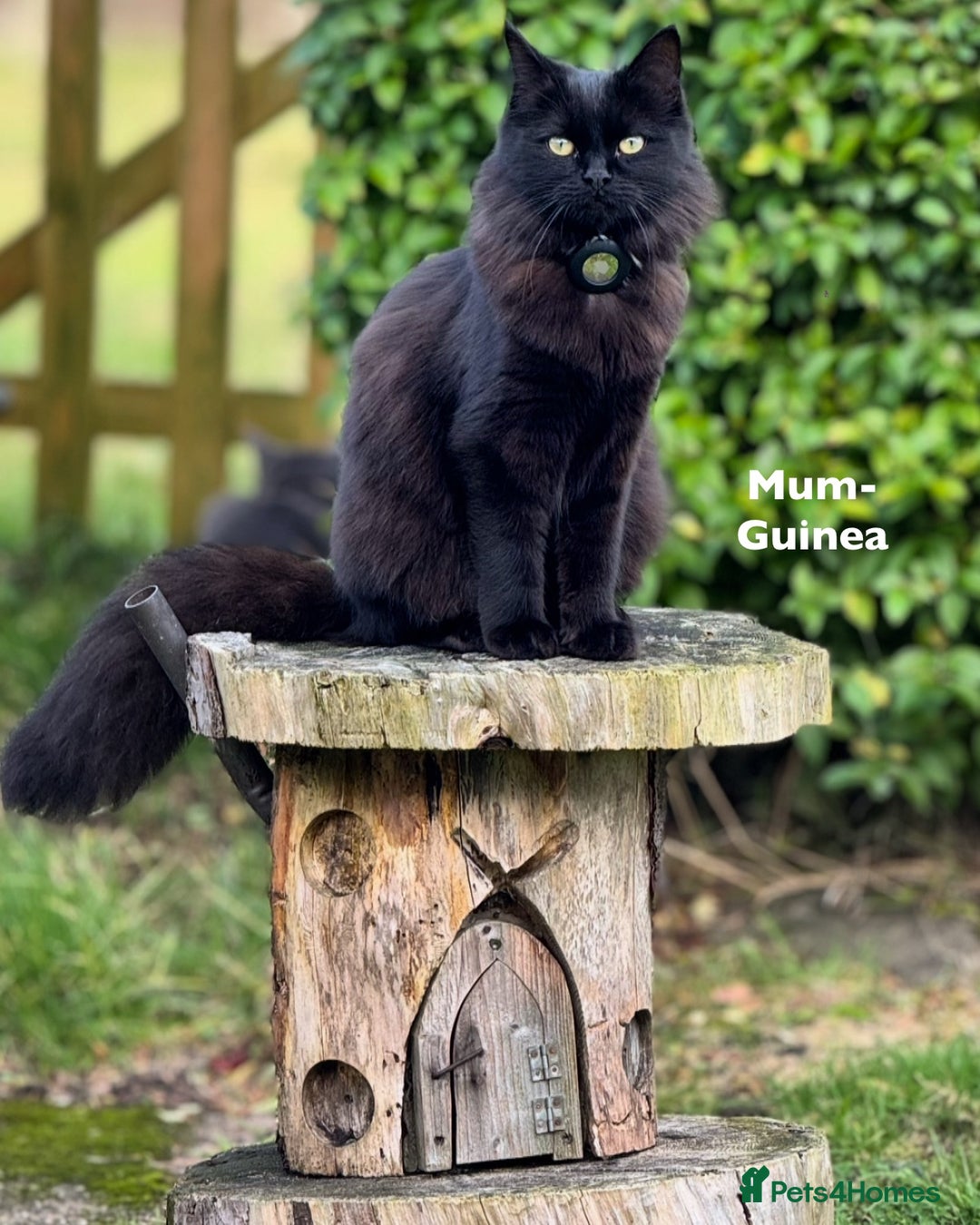 British Longhair cats for sale: 3 Gorgeous Fluffy Cuddly Babies! - Image 20