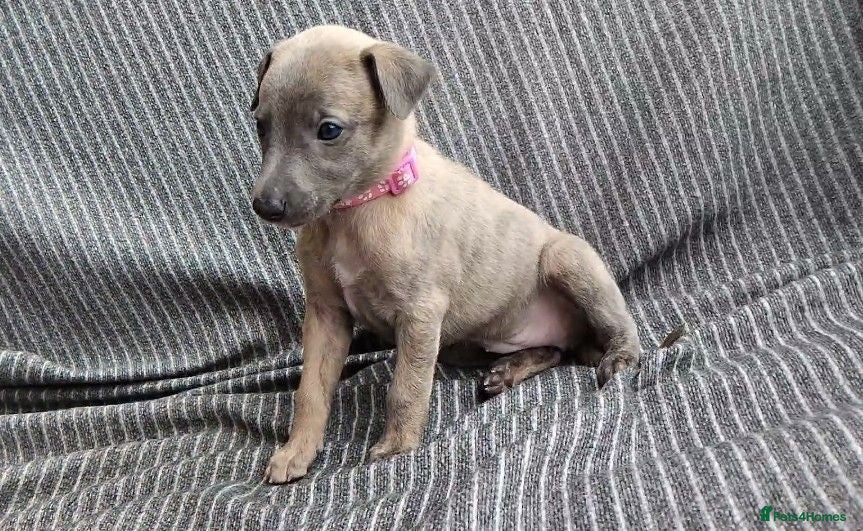 Whippet dogs KC Registered True to type whippets - Advert 3