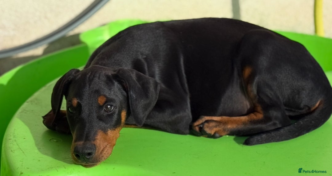 Dobermann dogs for sale: KC Reg Doberman Male - Image 8