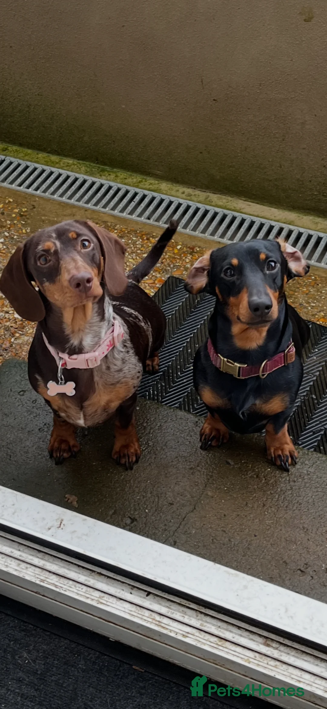 Miniature Dachshund dogs for sale: Miniature dachsund chocolate Dapple REHOME - Advert 2