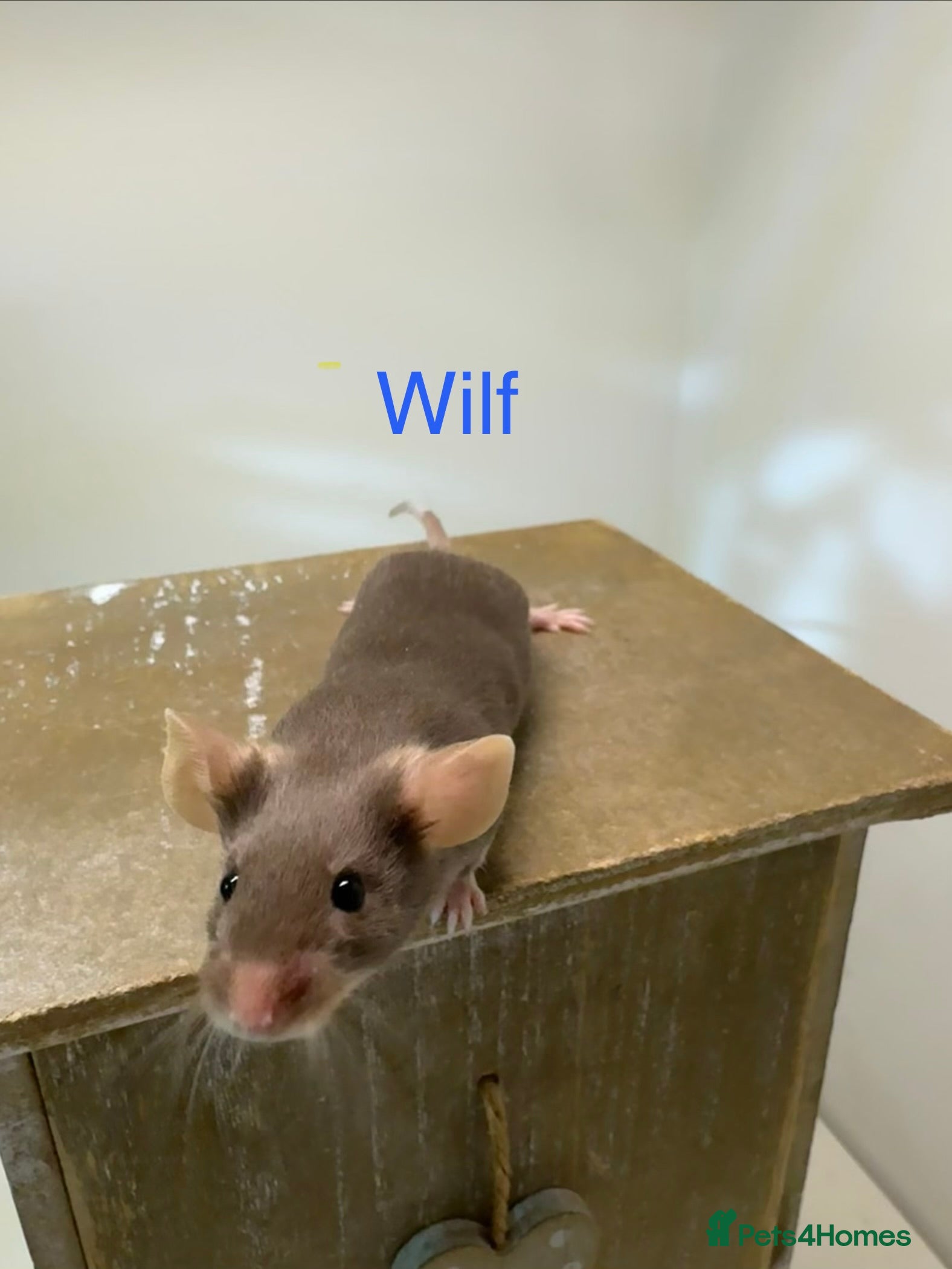 Mouse rodents Fancy Mice - Advert 10