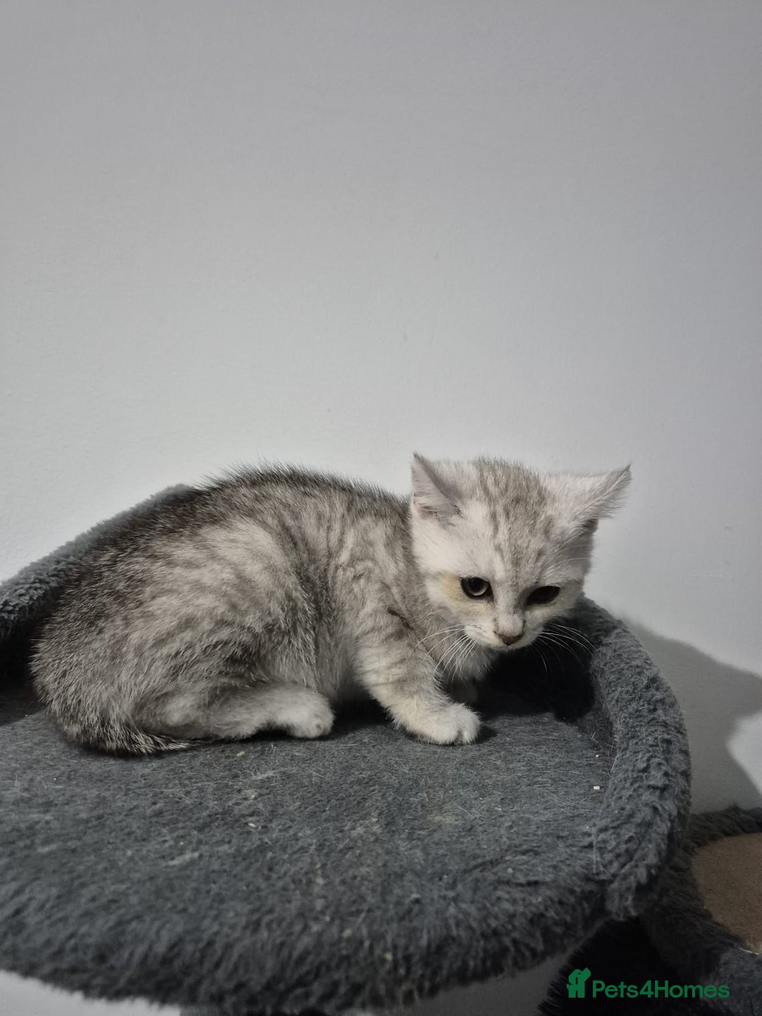 British Shorthair cats for sale: Four cross breed cuties. - Advert 6