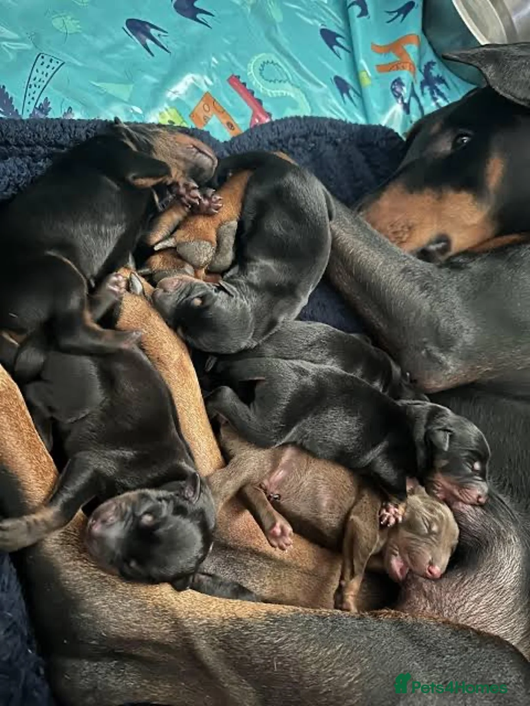 Dobermann dogs for sale: 4 Beautiful Doberman Puppies - Advert 1