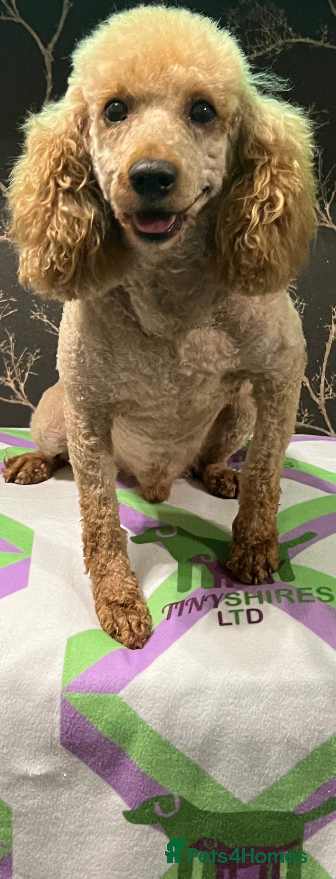 Cockapoo dogs for sale: F1 fox red and white 🩵 30 dna health tested clear - Image 4