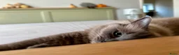 Ragdoll cats for sale: Female Ragdoll Cat  in Bolton - Advert 3