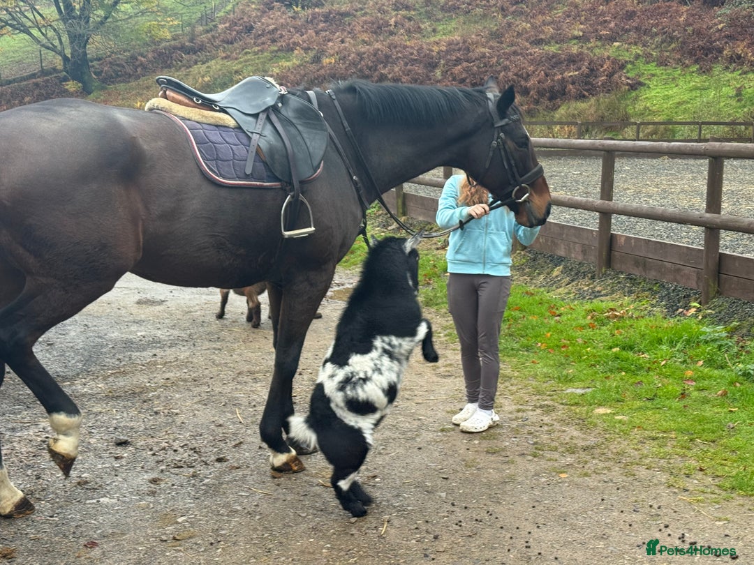 English Thoroughbred horses for sale: 16'1 ROR Eligible Sweetheart  - Image 7